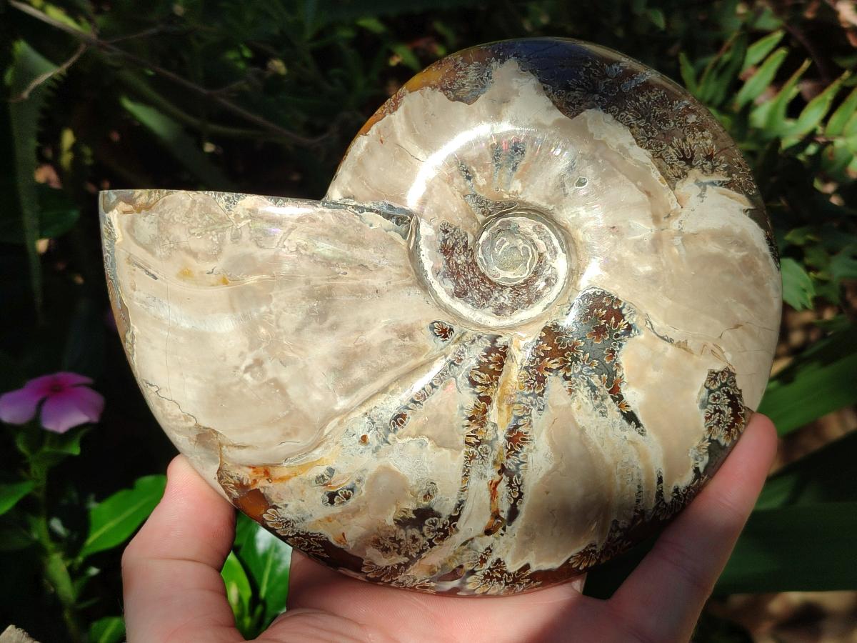 Polished Large Whole Opalized Cleoniceras Ammonite Fossil x 1 From Tulear, Madagascar