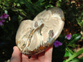 Polished Large Whole Opalized Cleoniceras Ammonite Fossil x 1 From Tulear, Madagascar