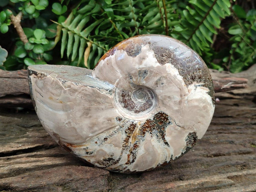 Polished Large Whole Opalized Cleoniceras Ammonite Fossil x 1 From Tulear, Madagascar