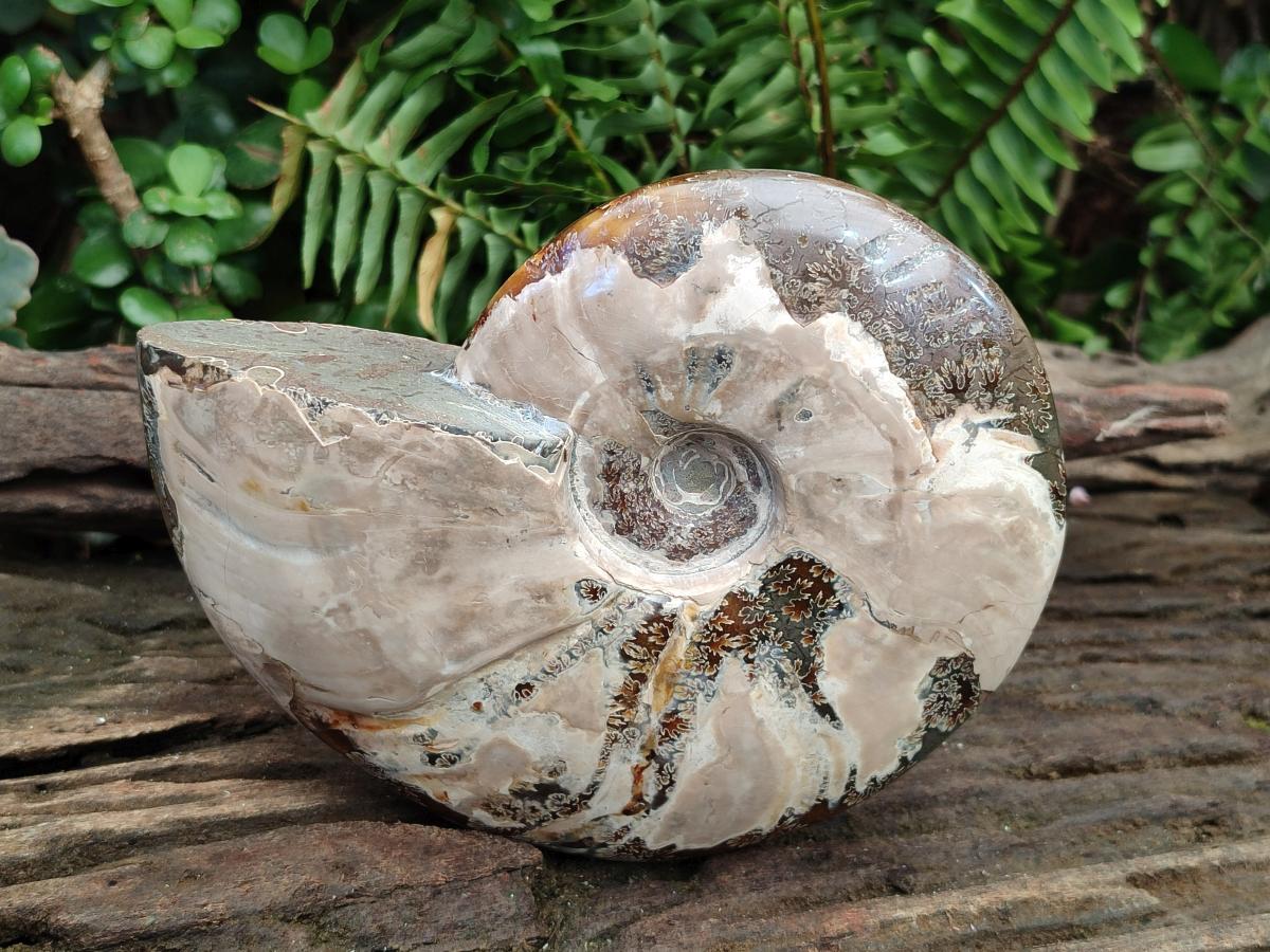 Polished Large Whole Opalized Cleoniceras Ammonite Fossil x 1 From Tulear, Madagascar