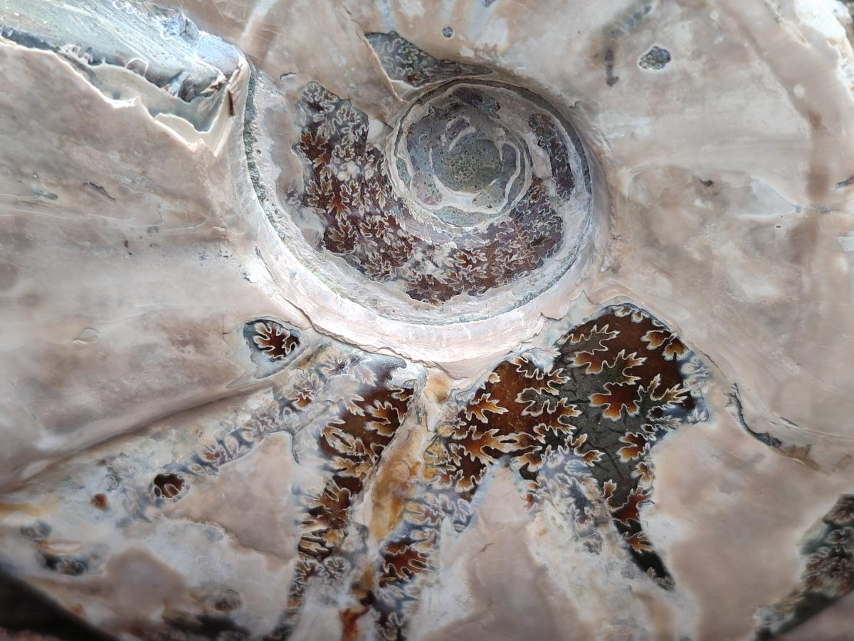 Polished Large Whole Opalized Cleoniceras Ammonite Fossil x 1 From Tulear, Madagascar