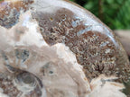 Polished Large Whole Opalized Cleoniceras Ammonite Fossil x 1 From Tulear, Madagascar