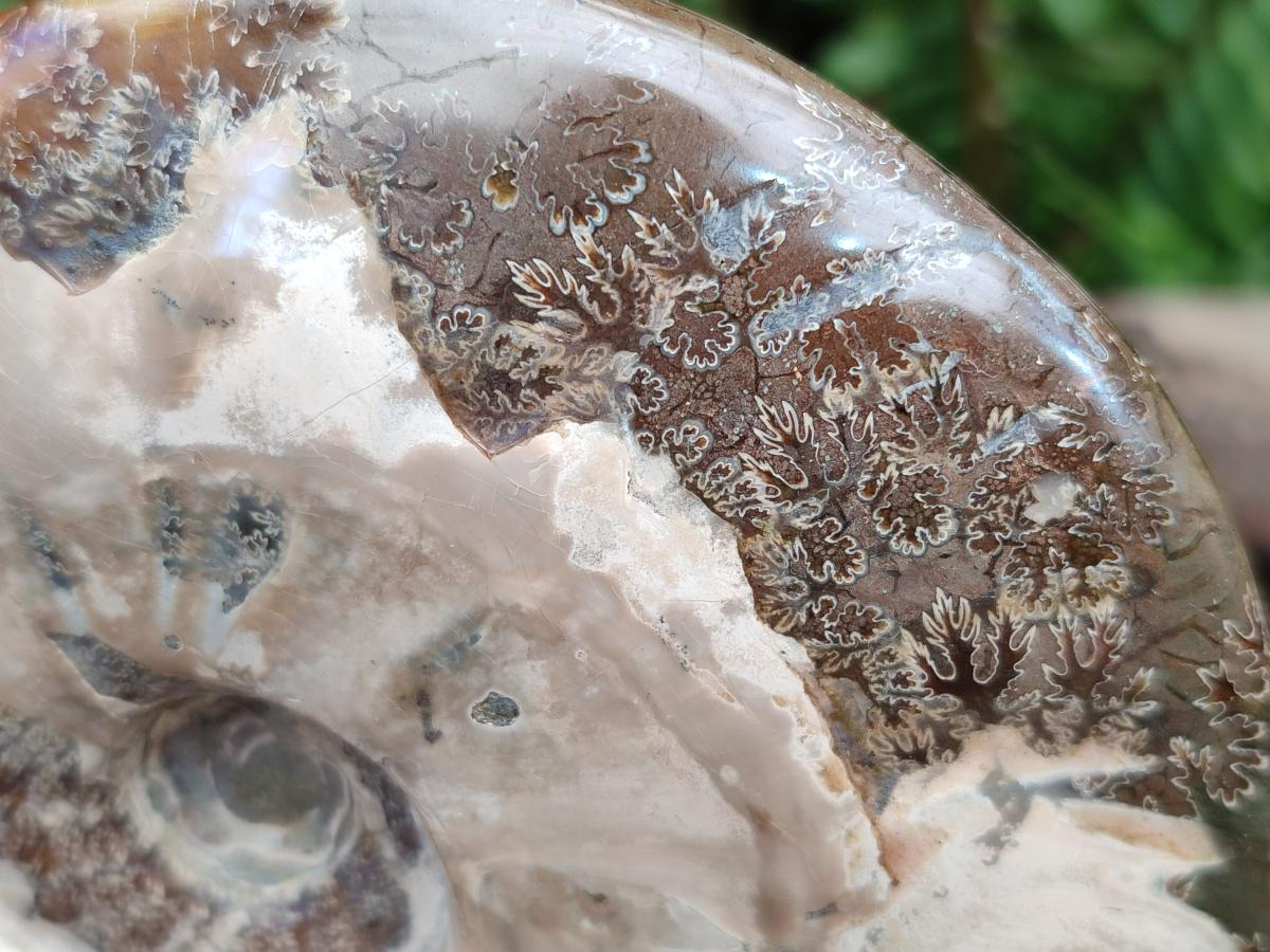 Polished Large Whole Opalized Cleoniceras Ammonite Fossil x 1 From Tulear, Madagascar