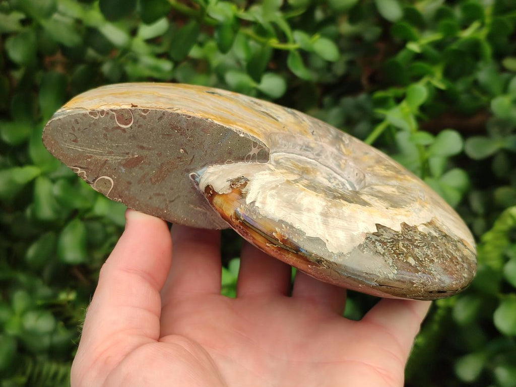 Polished Large Whole Opalized Cleoniceras Ammonite Fossil x 1 From Tulear, Madagascar
