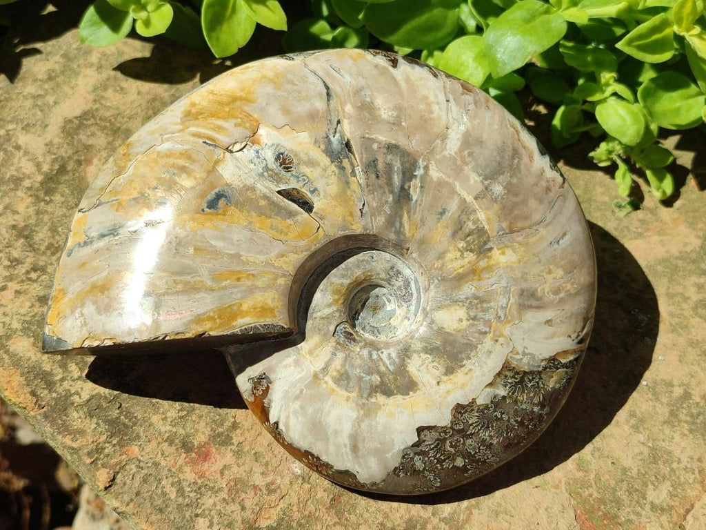 Polished Large Whole Opalized Cleoniceras Ammonite Fossil x 1 From Tulear, Madagascar
