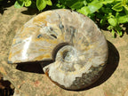 Polished Large Whole Opalized Cleoniceras Ammonite Fossil x 1 From Tulear, Madagascar