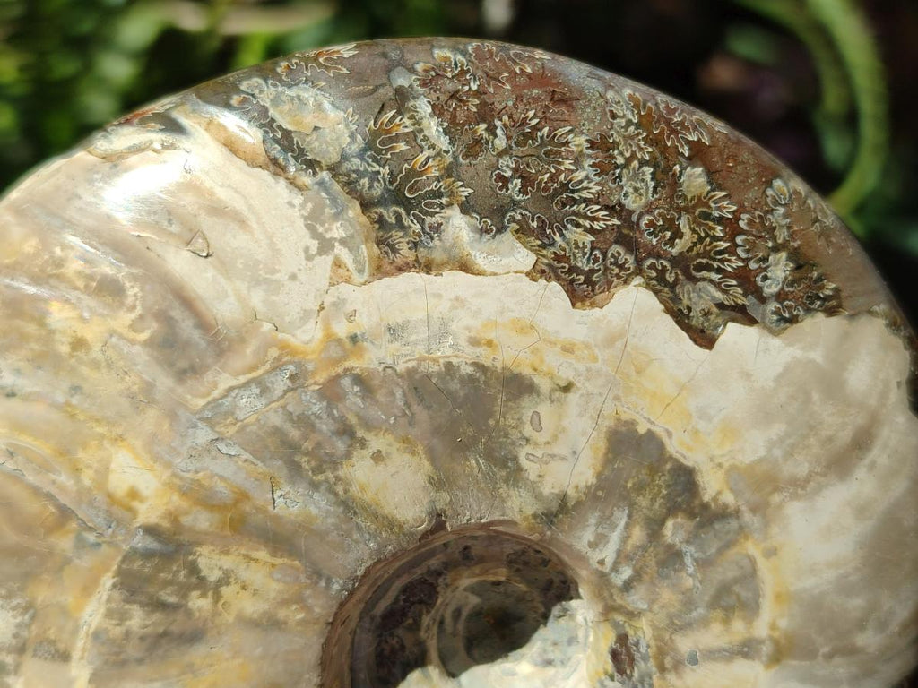 Polished Large Whole Opalized Cleoniceras Ammonite Fossil x 1 From Tulear, Madagascar