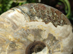 Polished Large Whole Opalized Cleoniceras Ammonite Fossil x 1 From Tulear, Madagascar