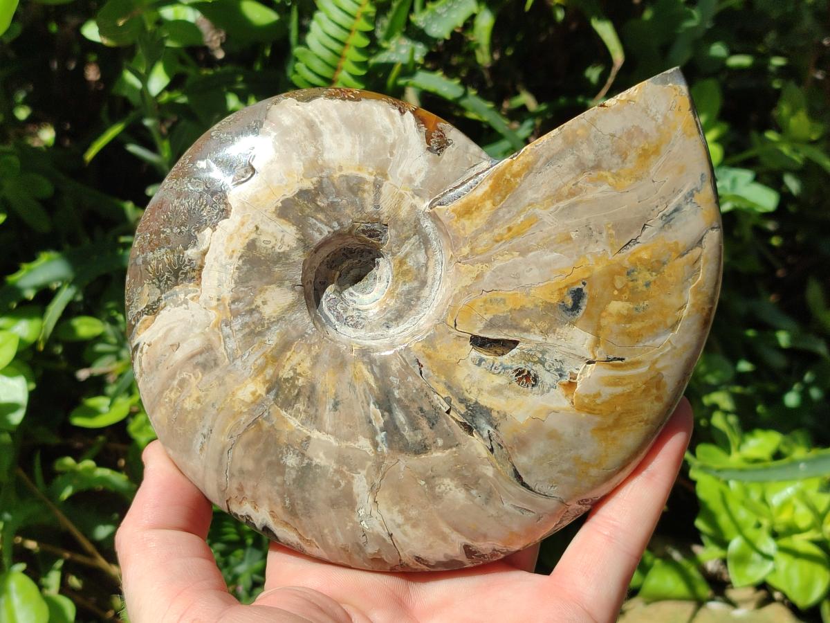 Polished Large Whole Opalized Cleoniceras Ammonite Fossil x 1 From Tulear, Madagascar