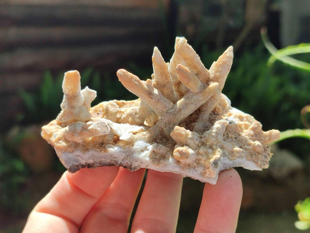 Natural Spearhead Calcite Clusters with Phosphorus Aragonite x 6 From Albert's Mountain, Lesotho