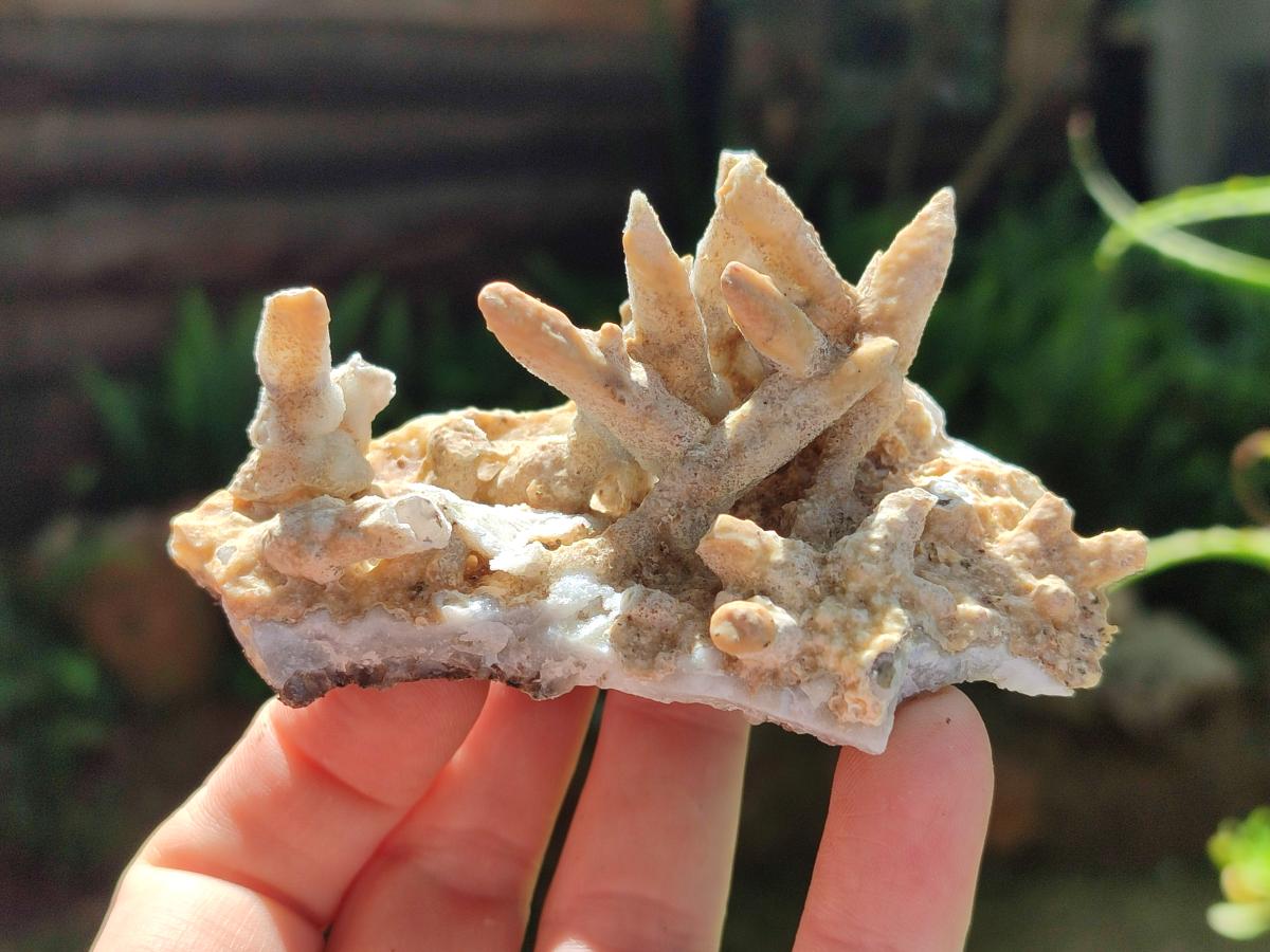 Natural Spearhead Calcite Clusters with Phosphorus Aragonite x 6 From Albert's Mountain, Lesotho