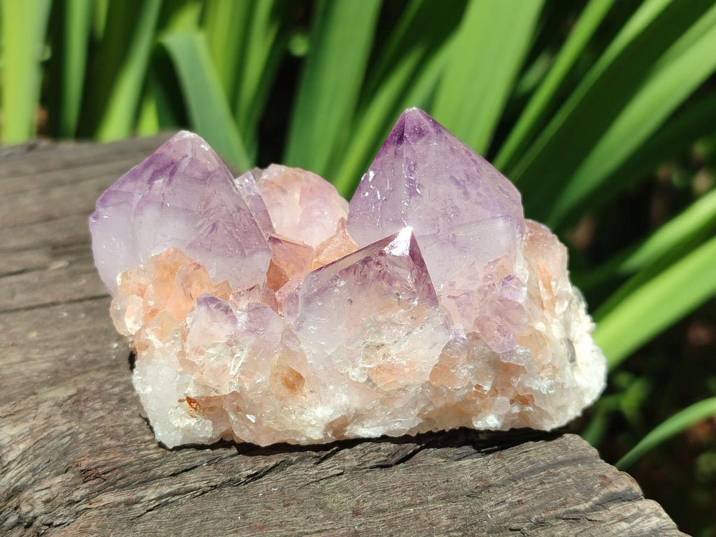 Natural Sunburst Amethyst Spirit Clusters x 12 From Boekenhouthoek, South Africa - Toprock Gemstones and Minerals 