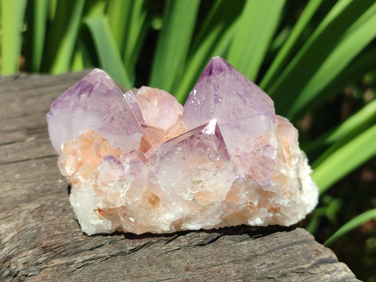 Natural Sunburst Amethyst Spirit Clusters x 12 From Boekenhouthoek, South Africa - Toprock Gemstones and Minerals 