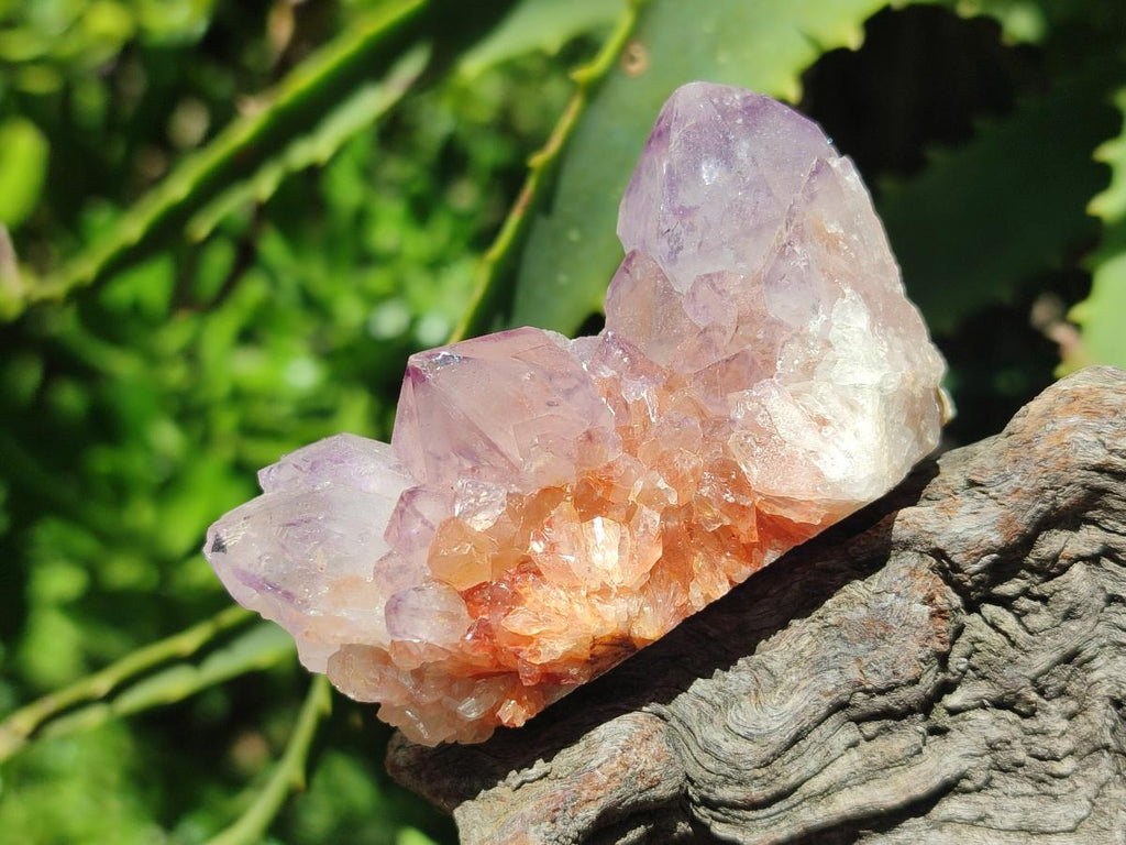 Natural Sunburst Amethyst Spirit Clusters x 12 From Boekenhouthoek, South Africa - Toprock Gemstones and Minerals 