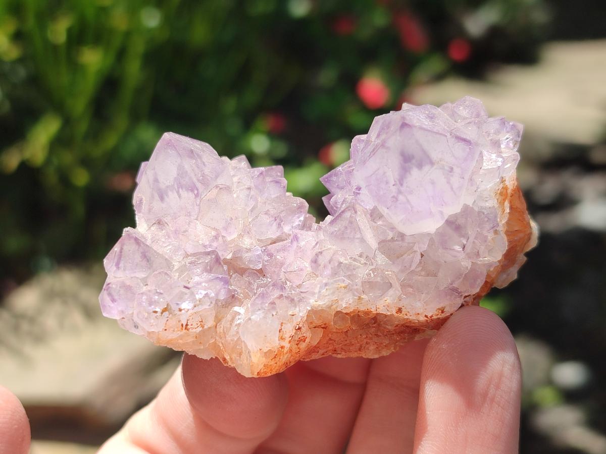 Natural Sunburst Amethyst Spirit Clusters x 12 From Boekenhouthoek, South Africa - Toprock Gemstones and Minerals 