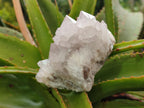 Natural Lilac Amethyst Spirit Quartz Clusters x 6 From Boekenhouthoek, South Africa