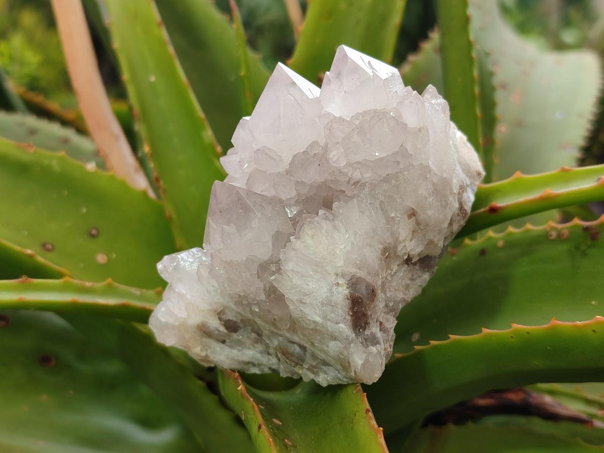 Natural Lilac Amethyst Spirit Quartz Clusters x 6 From Boekenhouthoek, South Africa