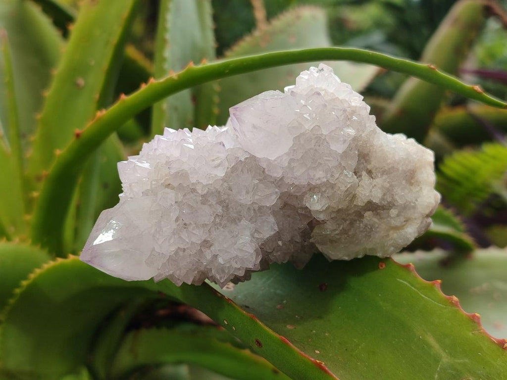 Natural Lilac Amethyst Spirit Quartz Clusters x 6 From Boekenhouthoek, South Africa