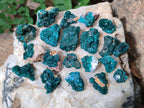 Natural Dioptase Specimens on Dolomite Matrix x 35 From Tantara Mine, Congo