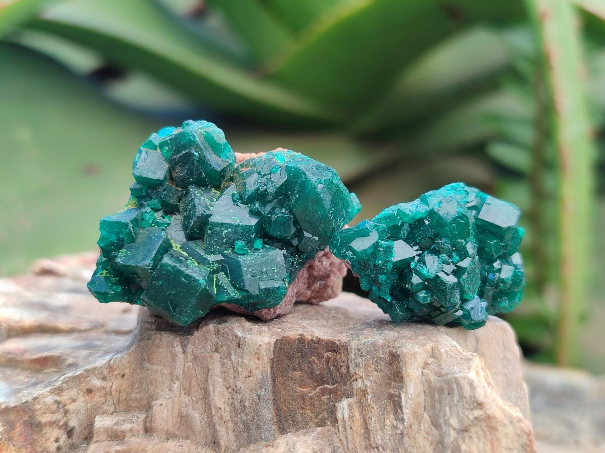 Natural Dioptase Specimens on Dolomite Matrix x 35 From Tantara Mine, Congo