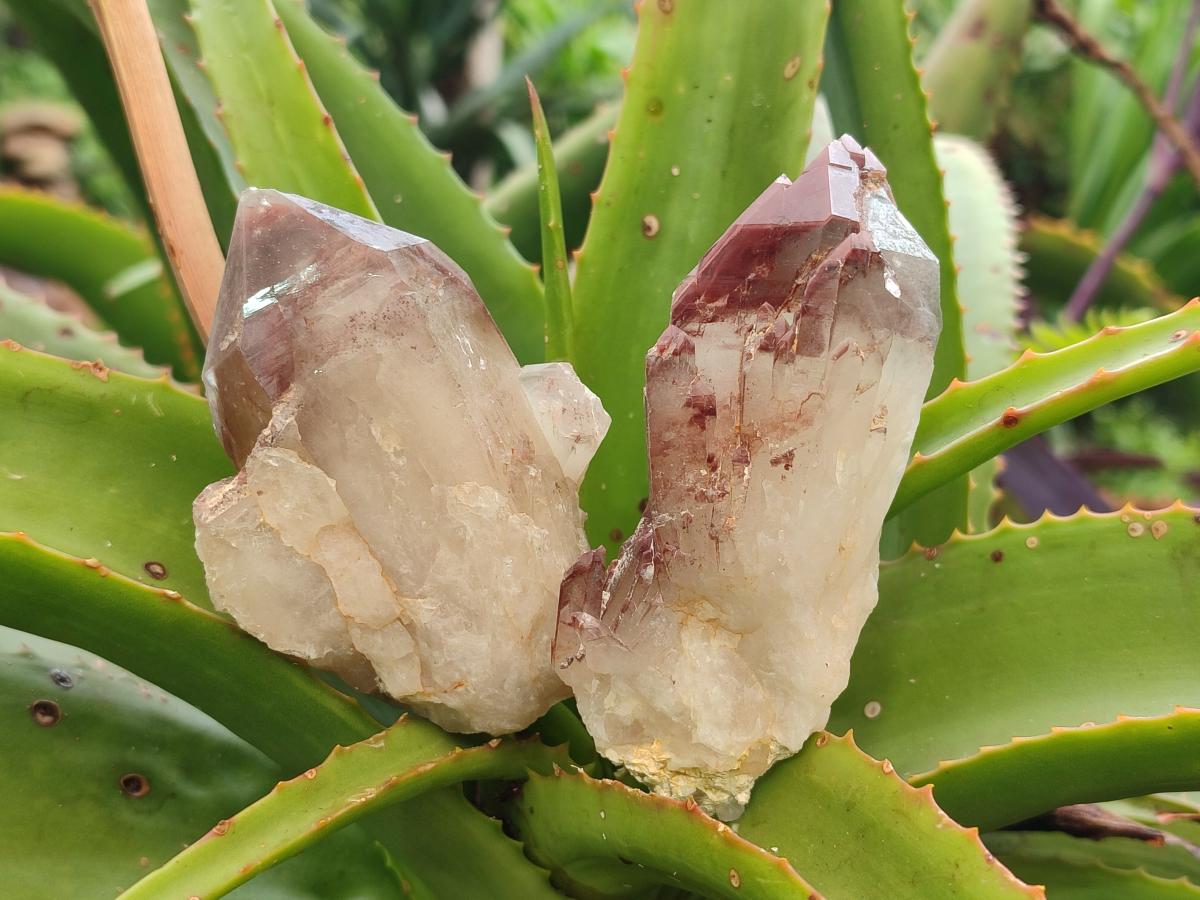 Natural Red Hematoid Quartz Crystals x 12 From Karoi, Zimbabwe