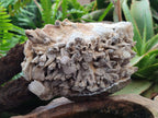 Natural Large Rhombohedral and Spearhead Calcite Specimen with Phosphorus Aragonite x 1 From Albert's Mountain, Lesotho - Toprock Gemstones and Minerals 