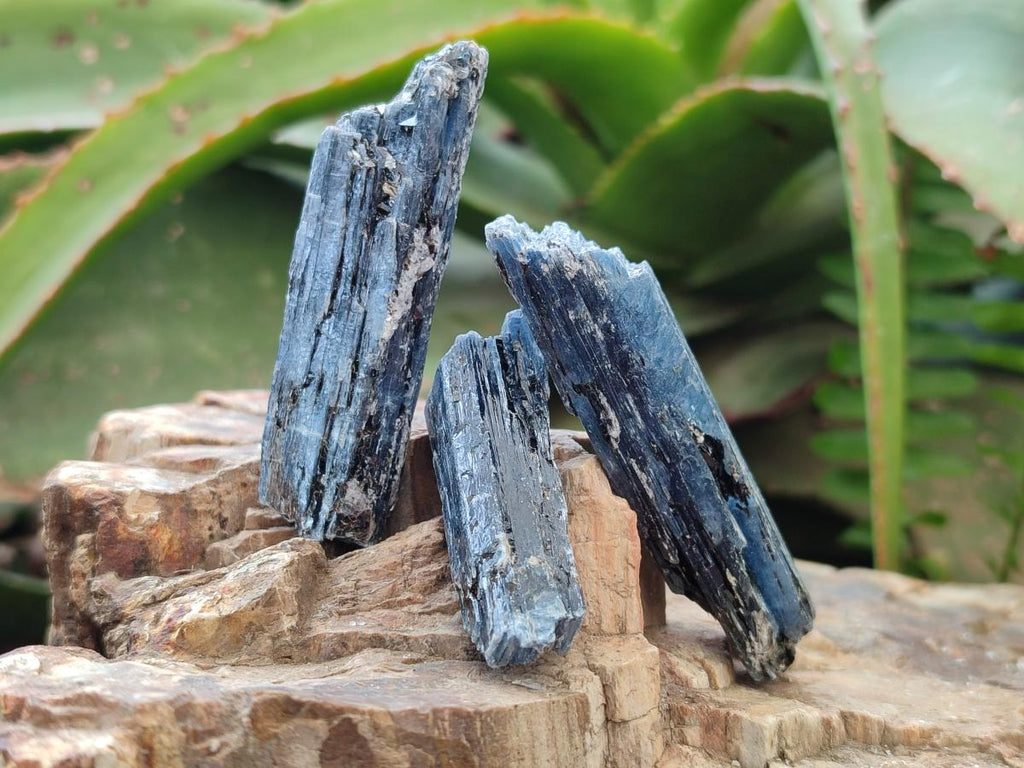 Natural Kyanite Blue Crystals x 1.4 Kg Lot From Karoi, Zimbabwe - Toprock Gemstones and Minerals 