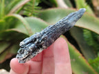 Natural Kyanite Blue Crystals x 1.4 Kg Lot From Karoi, Zimbabwe - Toprock Gemstones and Minerals 