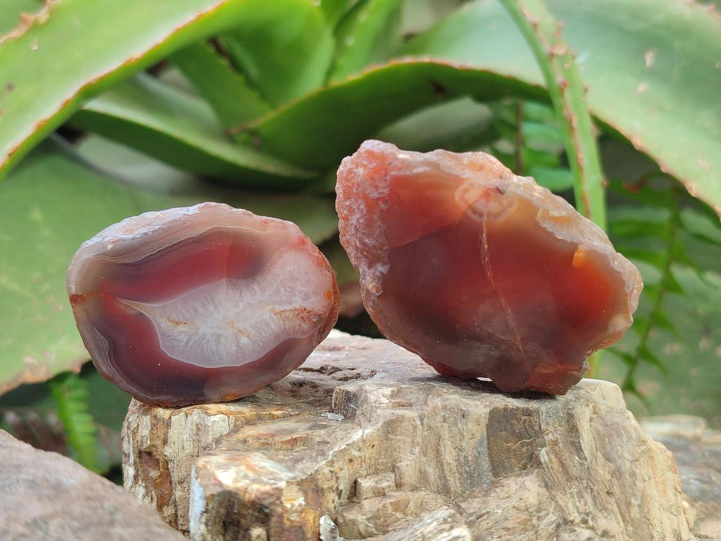 Polished One Side Red Shashe River Agate Nodules x 35 From Shashe River, Zimbabwe - Toprock Gemstones and Minerals 