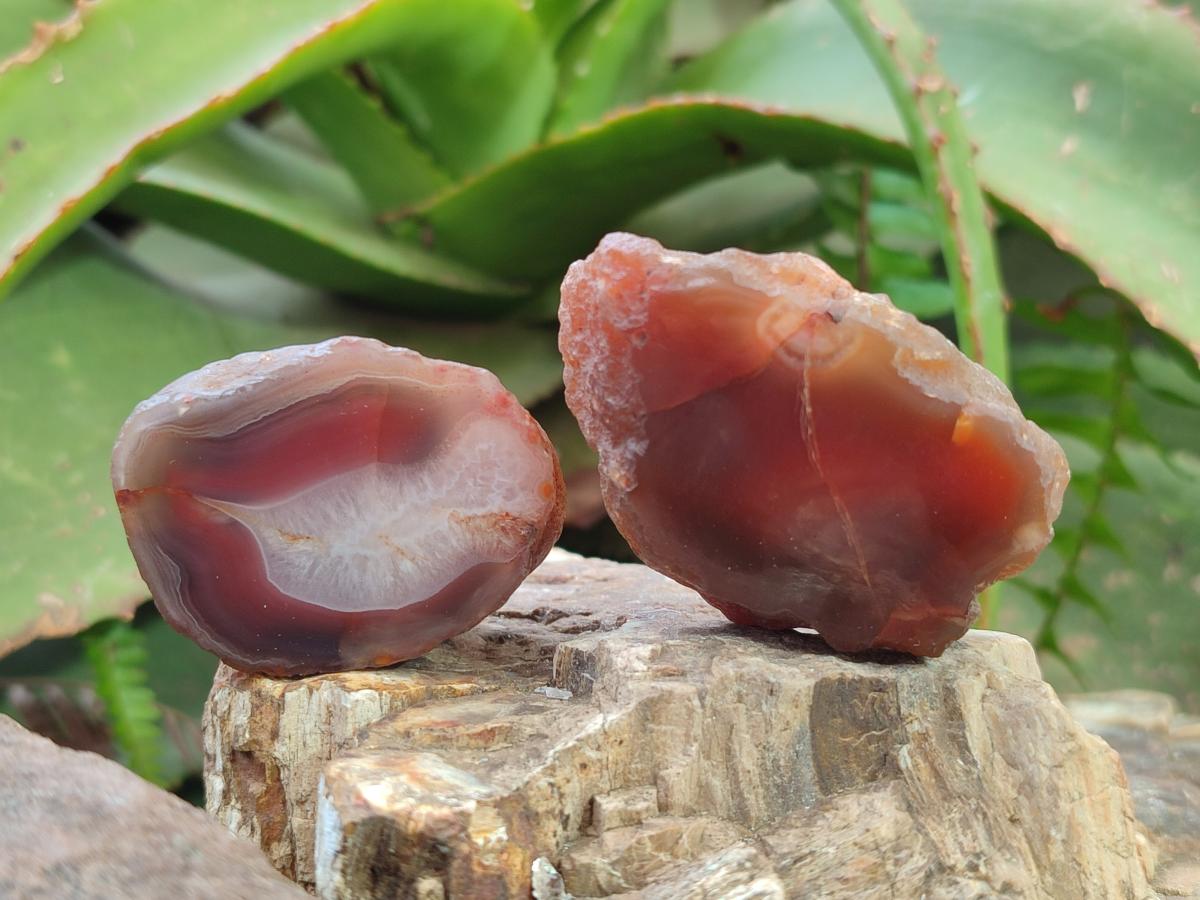 Polished One Side Red Shashe River Agate Nodules x 35 From Shashe River, Zimbabwe - Toprock Gemstones and Minerals 