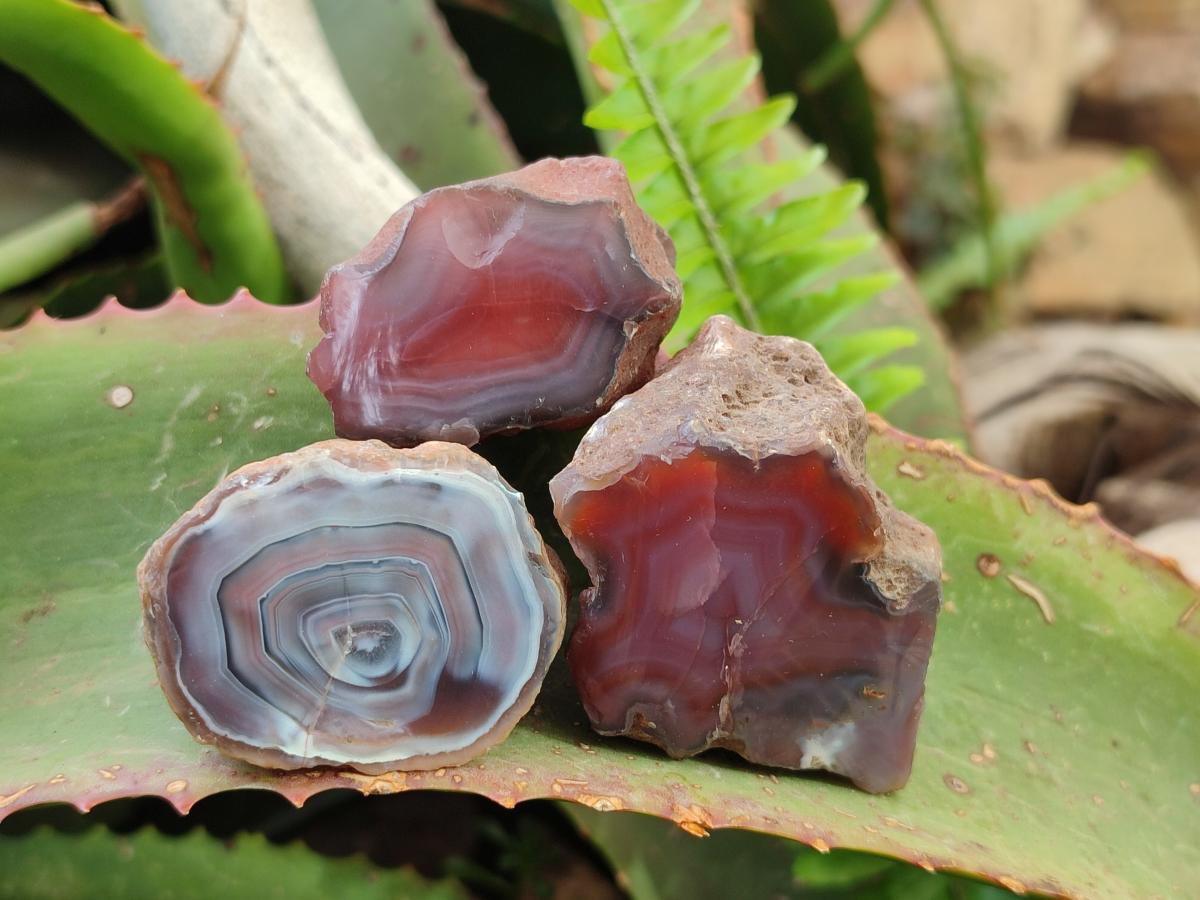 Polished One Side Red Shashe River Agate Nodules x 35 From Shashe River, Zimbabwe - Toprock Gemstones and Minerals 