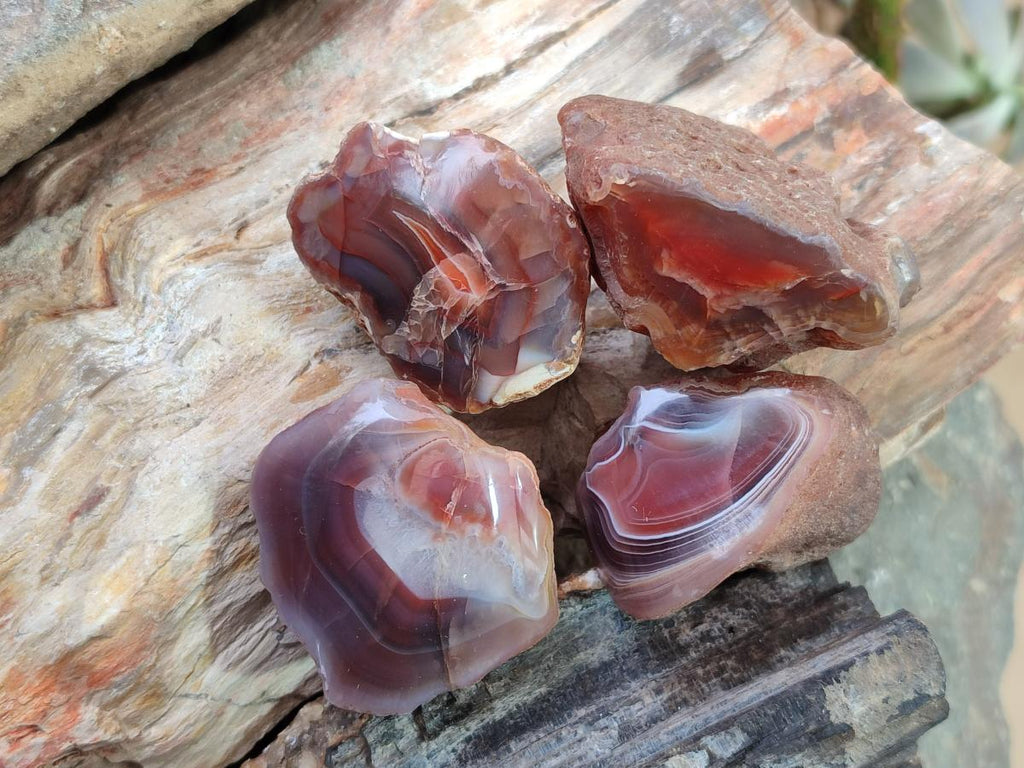 Polished One Side Red Shashe River Agate Nodules x 35 From Shashe River, Zimbabwe - Toprock Gemstones and Minerals 