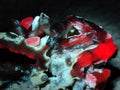 Natural Rhombohedral and Spearhead Calcite Specimens with Phosphorus Aragonite x 2 From Albert's Mountain, Lesotho - Toprock Gemstones and Minerals 