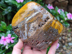 Polished and Natural Golden Nellite Tigers Eye Standing Display Pieces x 2 From Prieska, South Africa - Toprock Gemstones and Minerals 