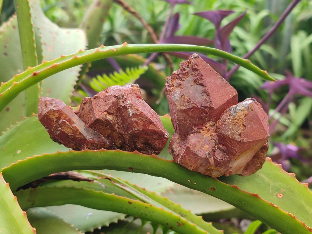 Natural Red Hematoid Quartz Crystals x 24 From Karoi, Zimbabwe - Toprock Gemstones and Minerals 
