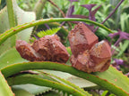 Natural Red Hematoid Quartz Crystals x 24 From Karoi, Zimbabwe - Toprock Gemstones and Minerals 