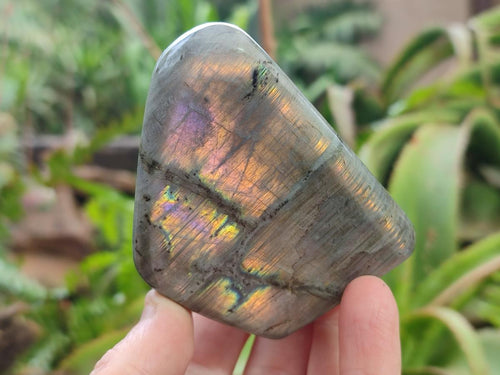 Polished Rare Purple Sunset Flash Labradorite Standing Display Pieces x 6 From Madagascar - Toprock Gemstones and Minerals 