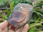 Polished Rare Purple Sunset Flash Labradorite Standing Display Pieces x 6 From Madagascar - Toprock Gemstones and Minerals 