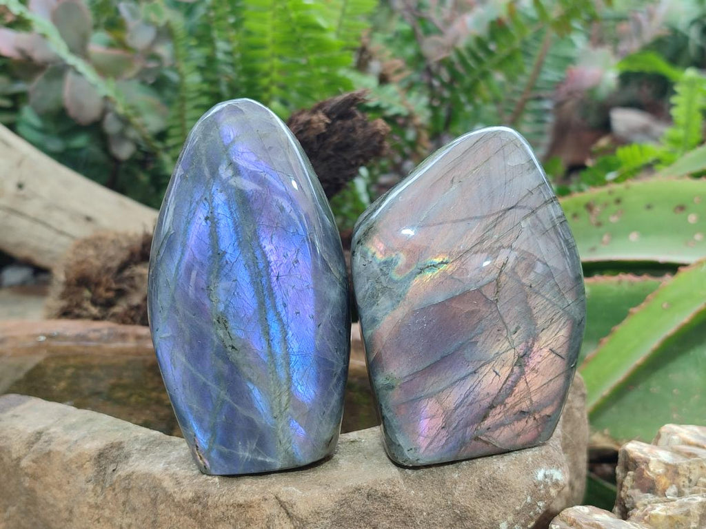 Polished Rare Purple Sunset Flash Labradorite Standing Display Pieces x 6 From Madagascar - Toprock Gemstones and Minerals 
