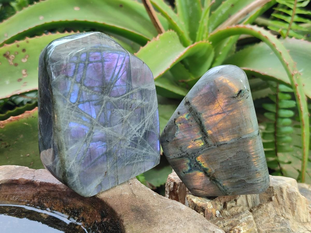 Polished Rare Purple Sunset Flash Labradorite Standing Display Pieces x 6 From Madagascar - Toprock Gemstones and Minerals 