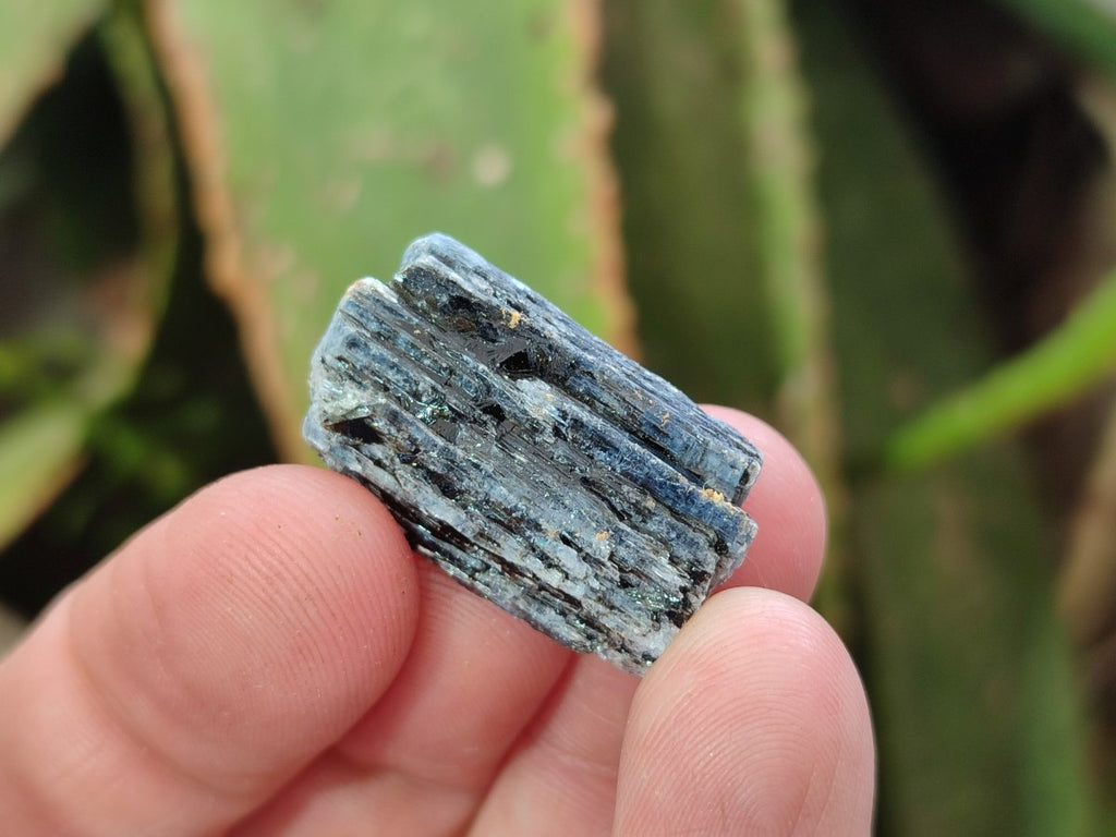 Natural Kyanite Blue Crystals x 1.56 Kg Lot From Karoi, Zimbabwe