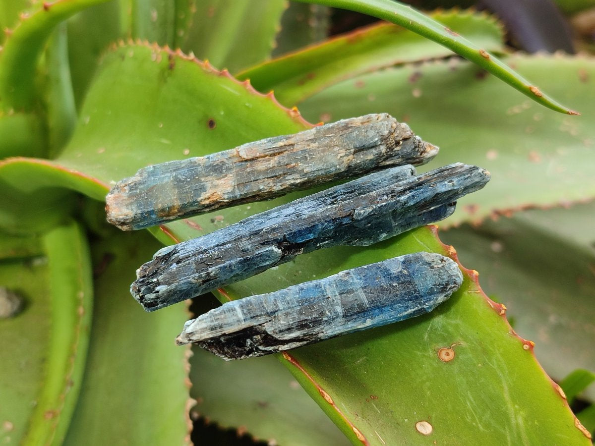 Natural Kyanite Blue Crystals x 1.56 Kg Lot From Karoi, Zimbabwe
