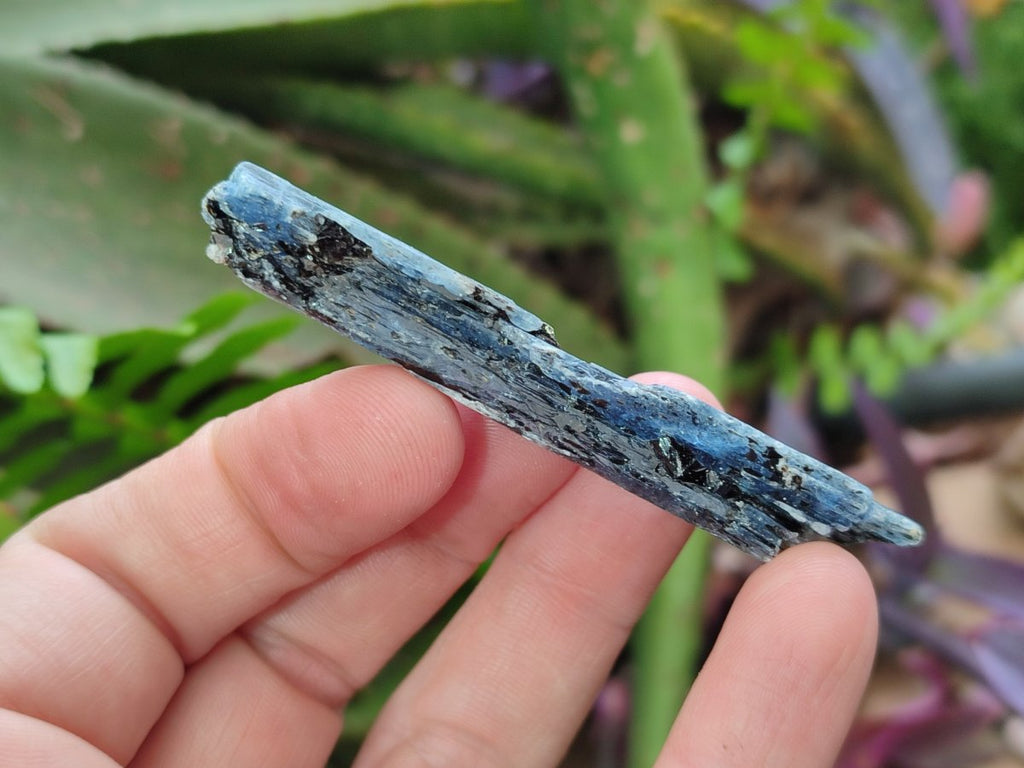 Natural Kyanite Blue Crystals x 1.56 Kg Lot From Karoi, Zimbabwe