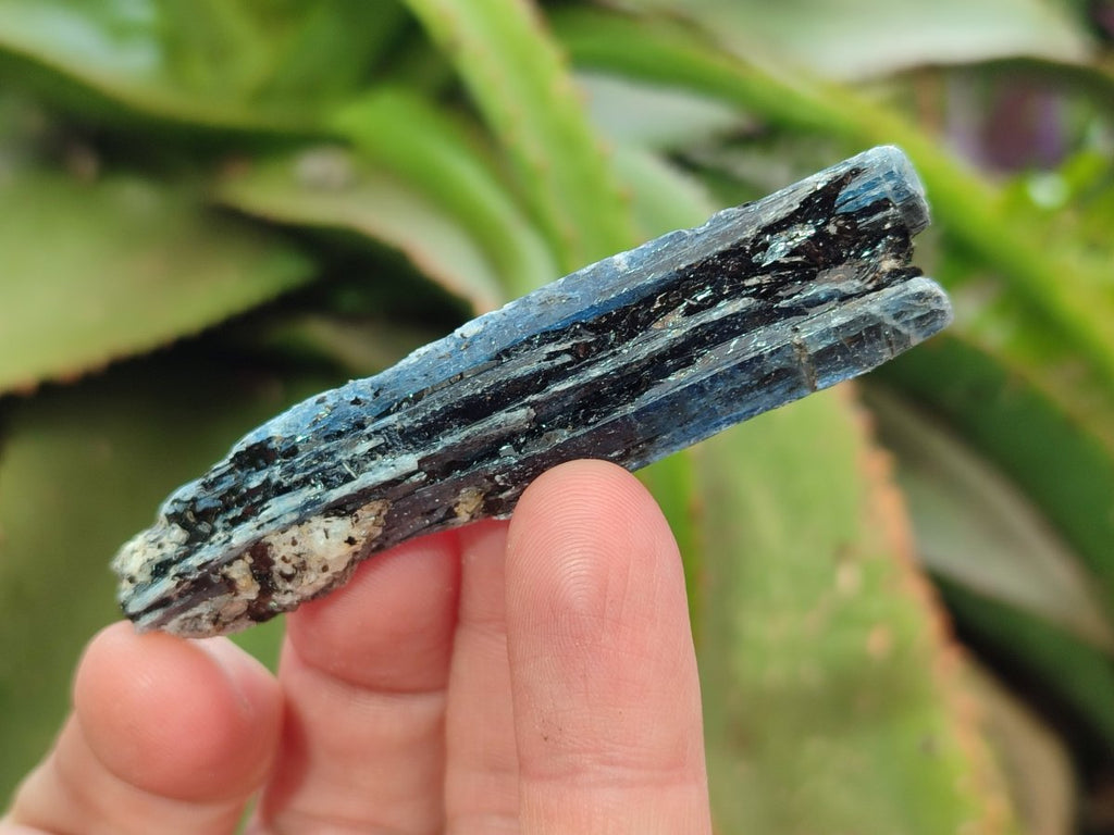 Natural Kyanite Blue Crystals x 1.56 Kg Lot From Karoi, Zimbabwe