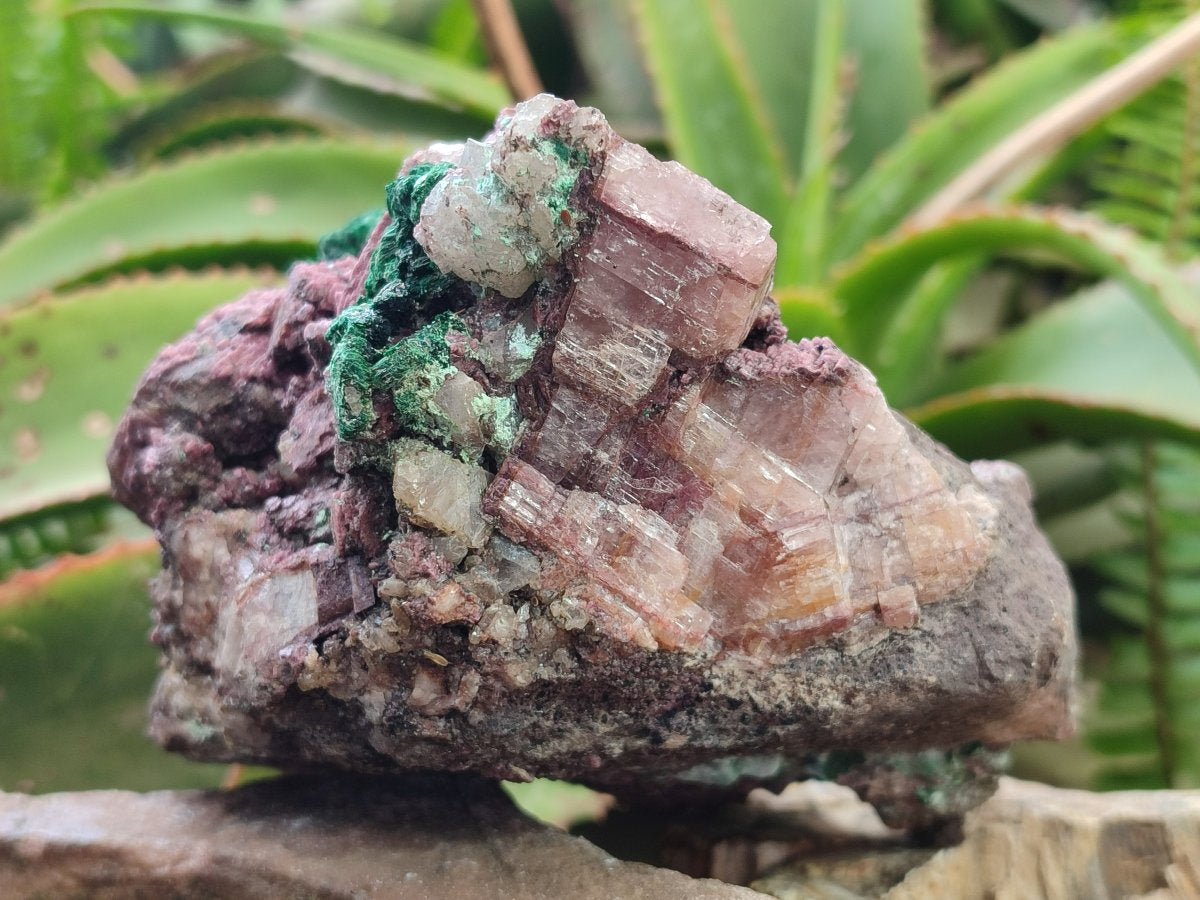 Natural Salrose Cobaltoan Dolomite Specimens with Malachite and Chrysocolla x 2 From Kakanda, Congo