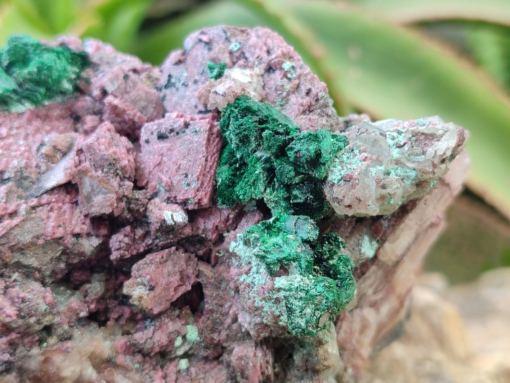 Natural Salrose Cobaltoan Dolomite Specimens with Malachite and Chrysocolla x 2 From Kakanda, Congo