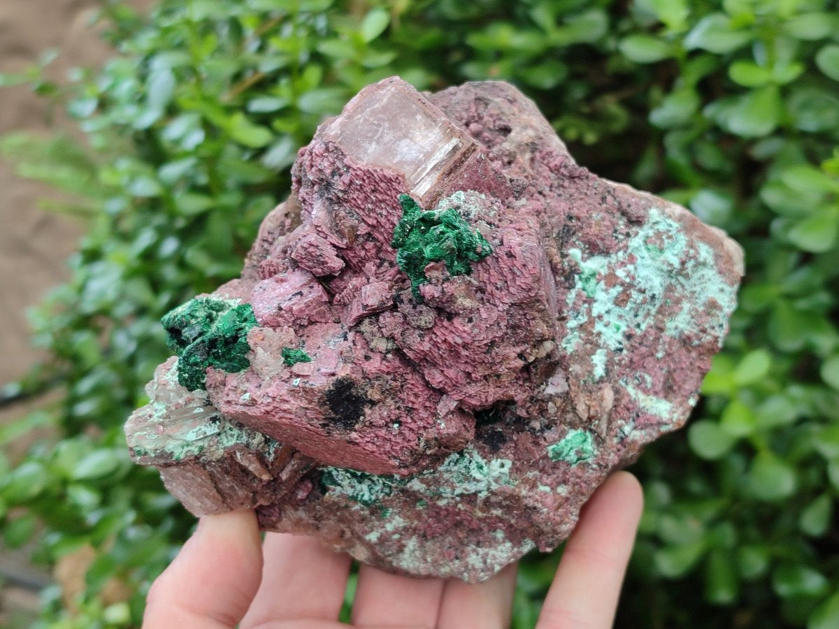 Natural Salrose Cobaltoan Dolomite Specimens with Malachite and Chrysocolla x 2 From Kakanda, Congo