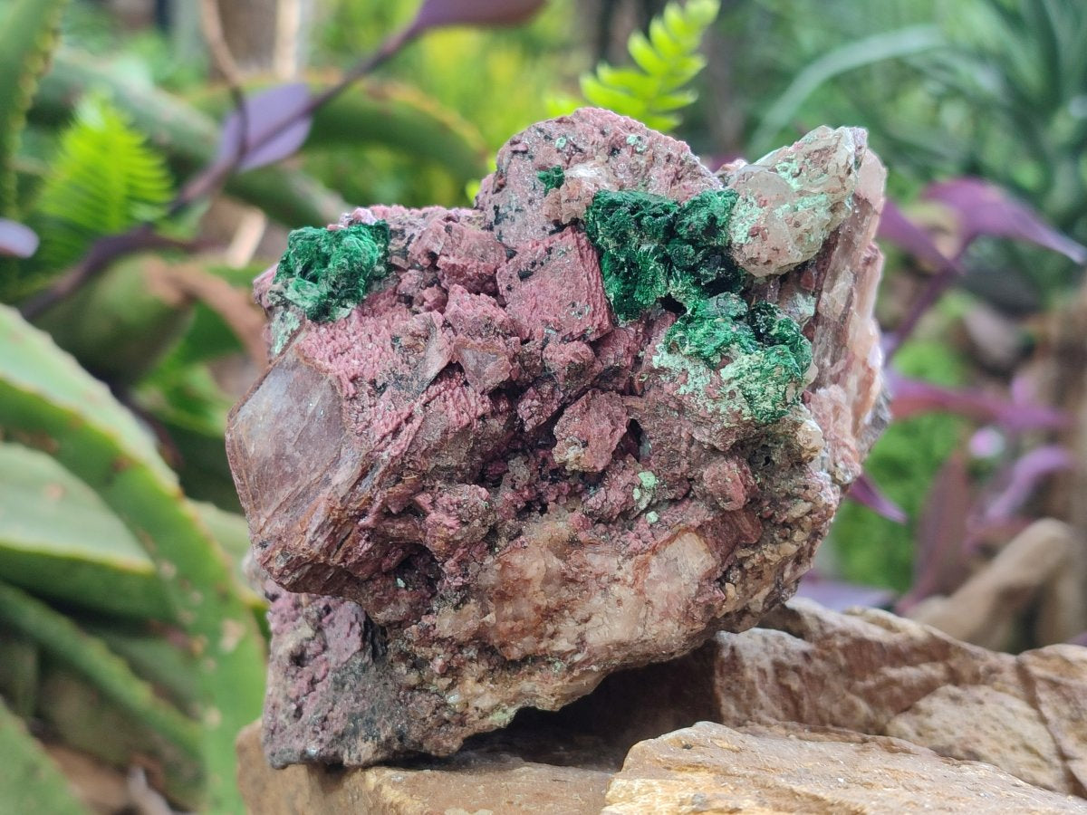Natural Salrose Cobaltoan Dolomite Specimens with Malachite and Chrysocolla x 2 From Kakanda, Congo