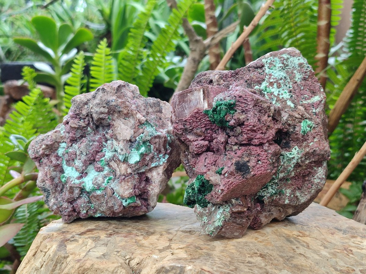 Natural Salrose Cobaltoan Dolomite Specimens with Malachite and Chrysocolla x 2 From Kakanda, Congo