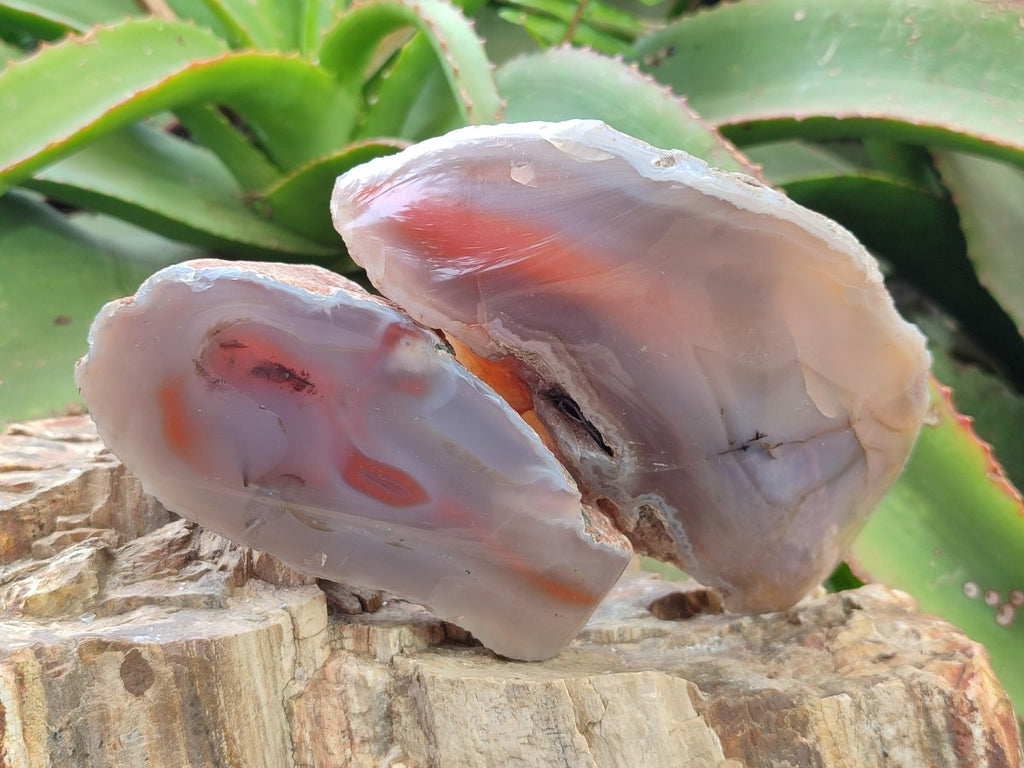 Polished One Side Red Shashe River Agate Nodules x 4 From Shashe River, Zimbabwe